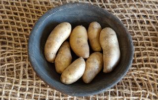 La Ratte d' Ardeche. Potatoes a wooden bowl.