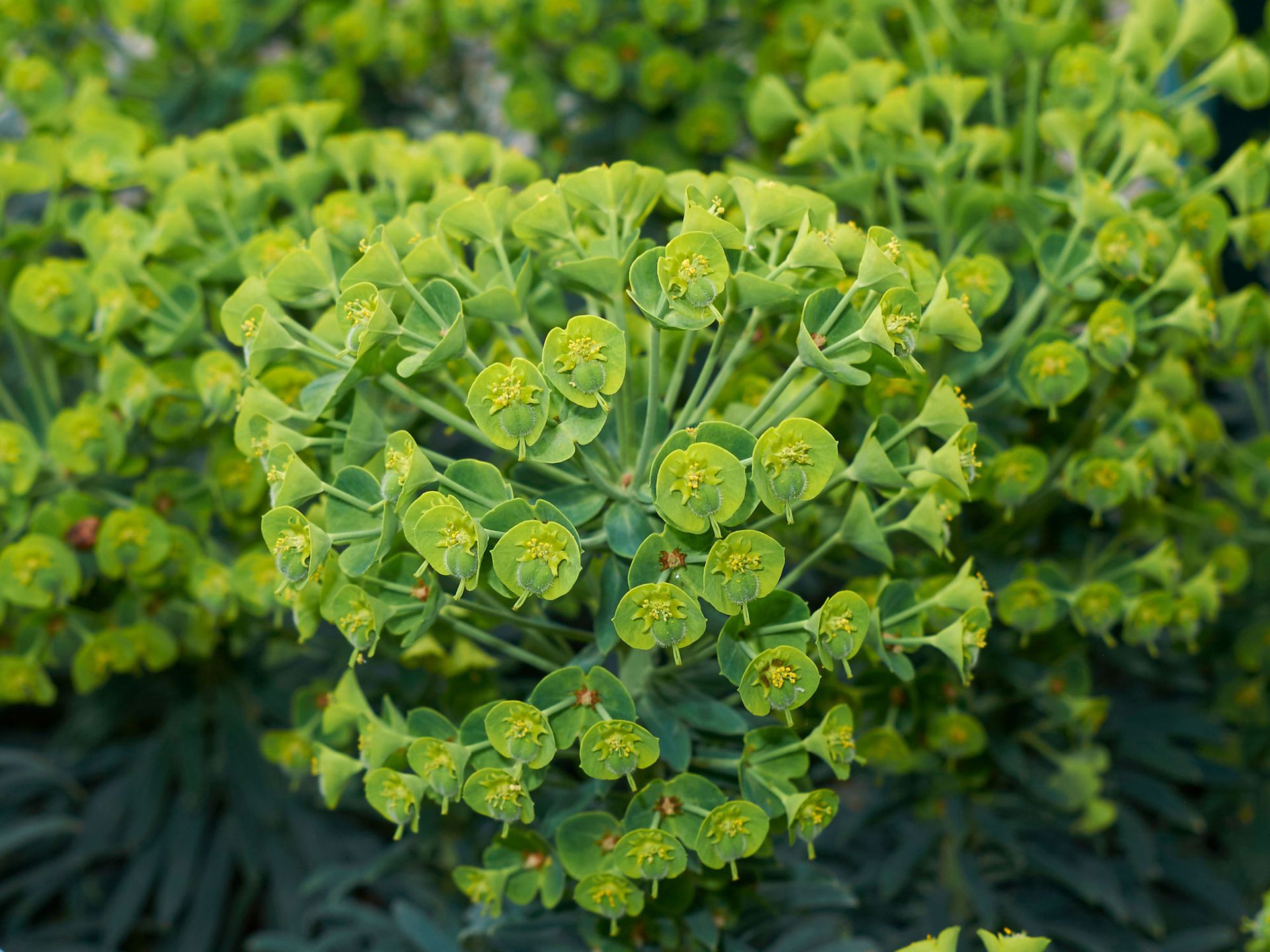 Best plants for a dry garden Livingetc