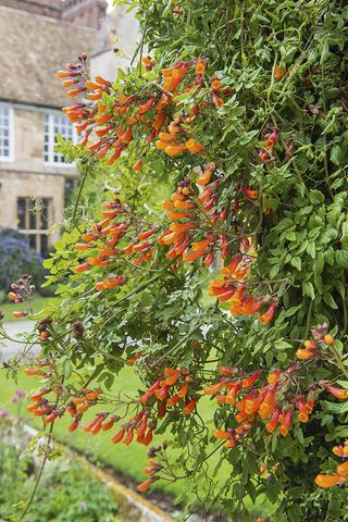 plants that grow in england