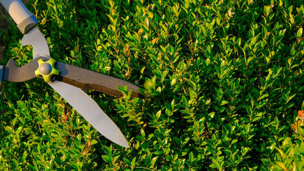 Shearing and shaping boxwood in a sunny summer green garden