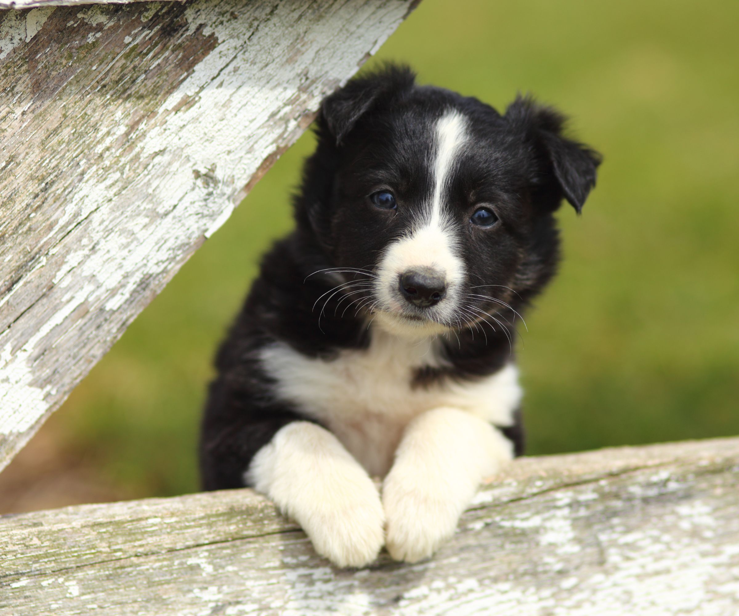 Border collie
