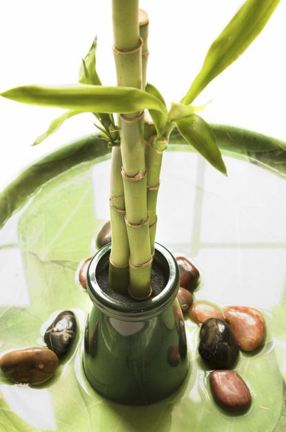 Small Ceramic Potted Bamboo Plant