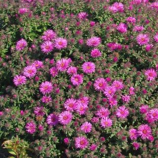 aster vibrant dome flowers in garden bed