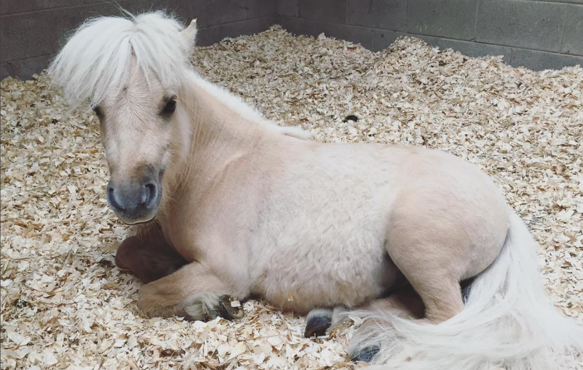 TeddyTheShetland.png