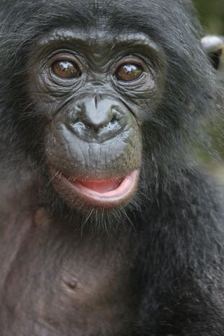 Orphan at Lola ya Bonobo in Congo