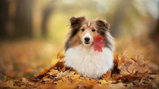 Shetland Sheepdog