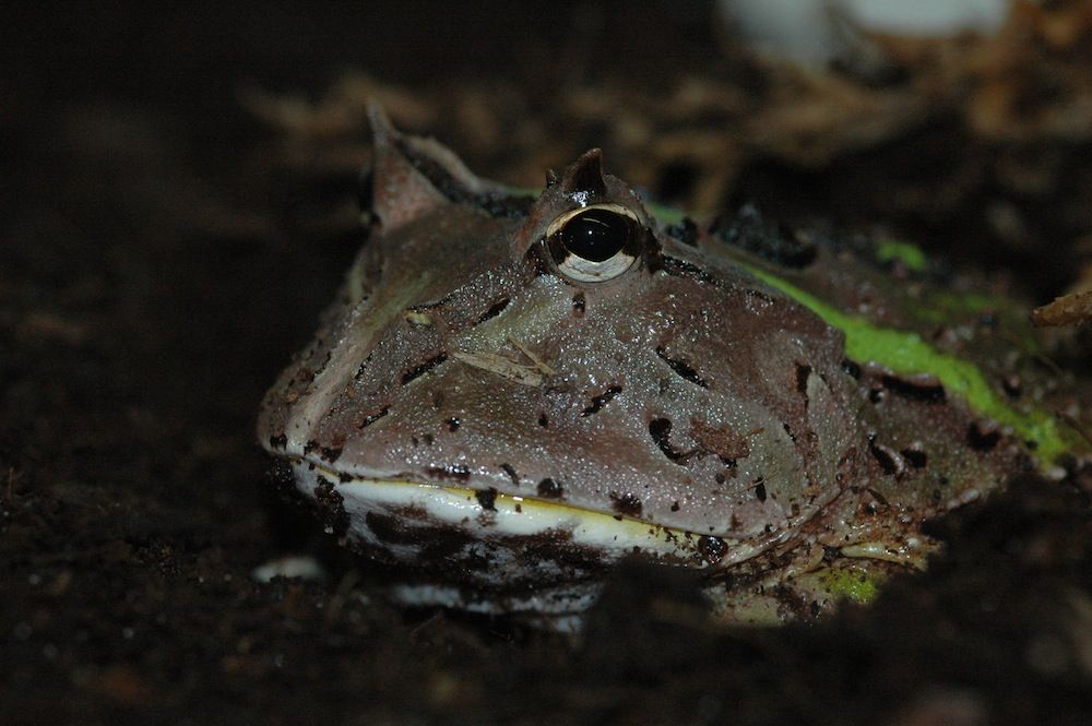 Horned frog