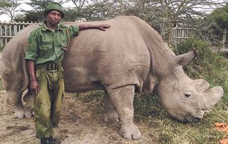 If this rhino dies, the whole species could be finished. For 15 million years, northern white rhinos roamed the planet. Now, there are three left.