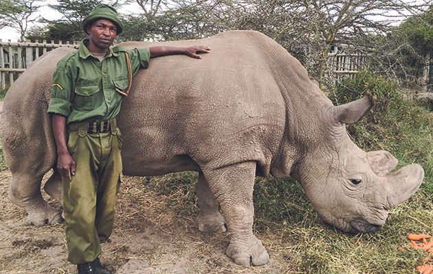 If this rhino dies, the whole species could be finished. For 15 million years, northern white rhinos roamed the planet. Now, there are three left.