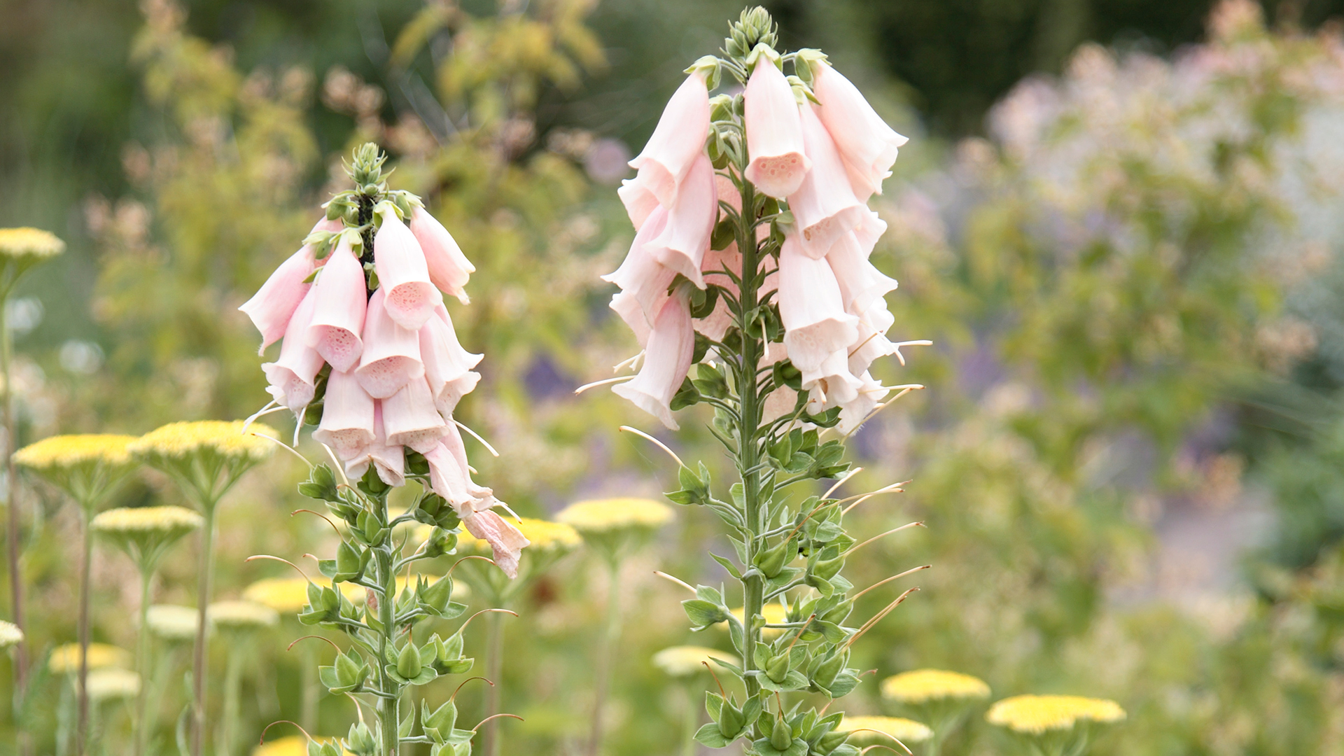 Pale pink foxglove flower heads in a meadow garden