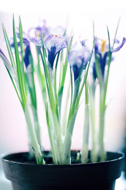 Potted Saffron Crocus Plant