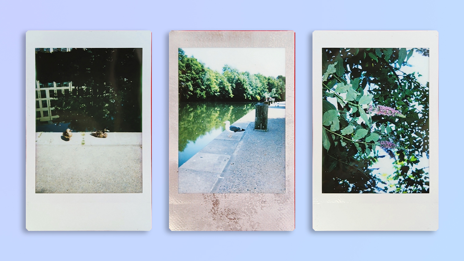 A photo taken and printed on a Fujifilm Instax mini 13 instant camera