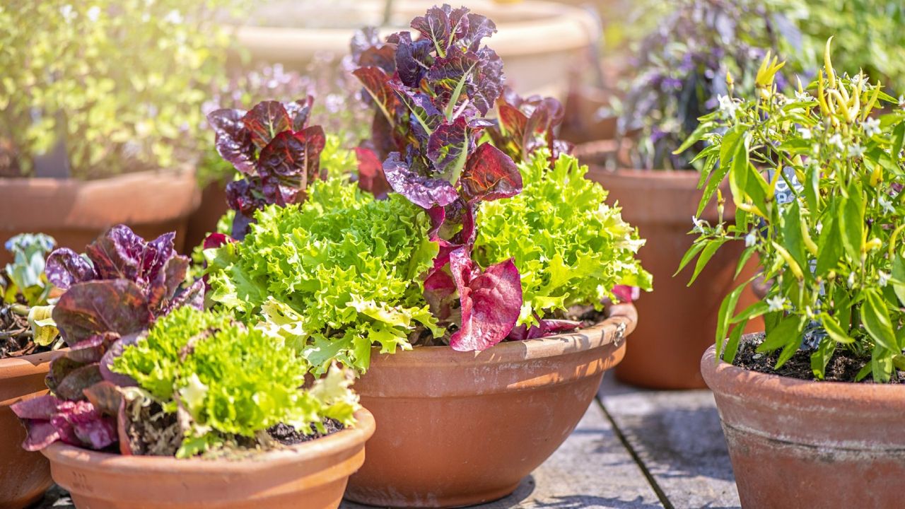 Red and green lettuce growing in terracotta pots