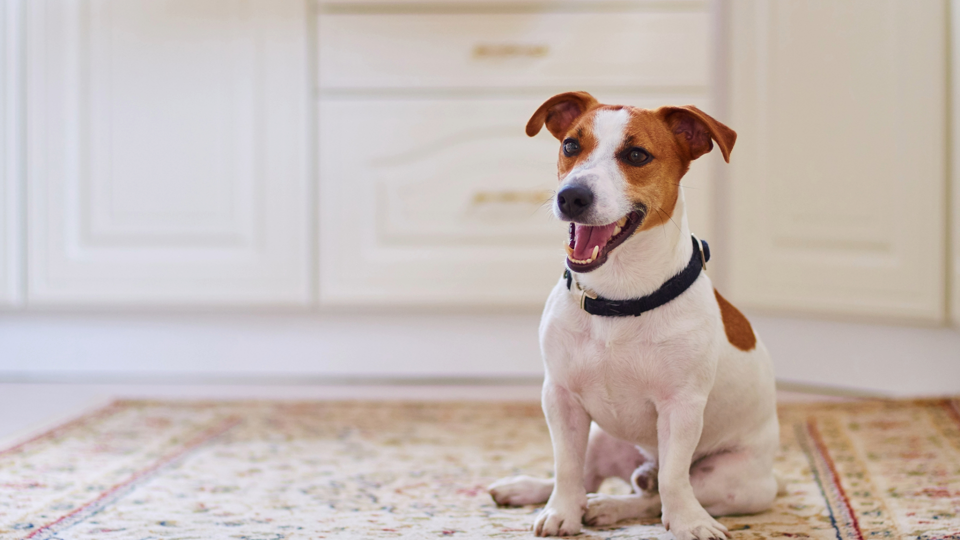 8 reasons for dog scooting (and why it's not as comical as it may seem)