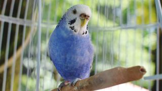 Close up of blue Budgie sitting on wooden perch in cage