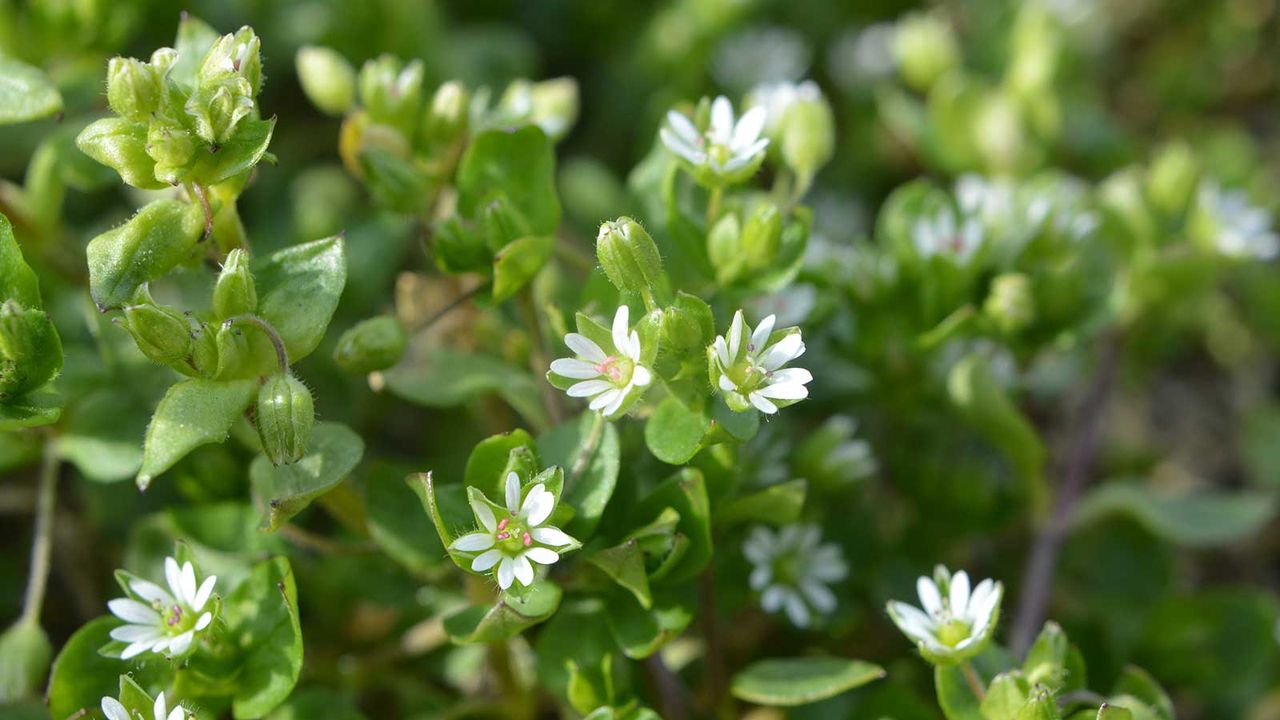 chickweed