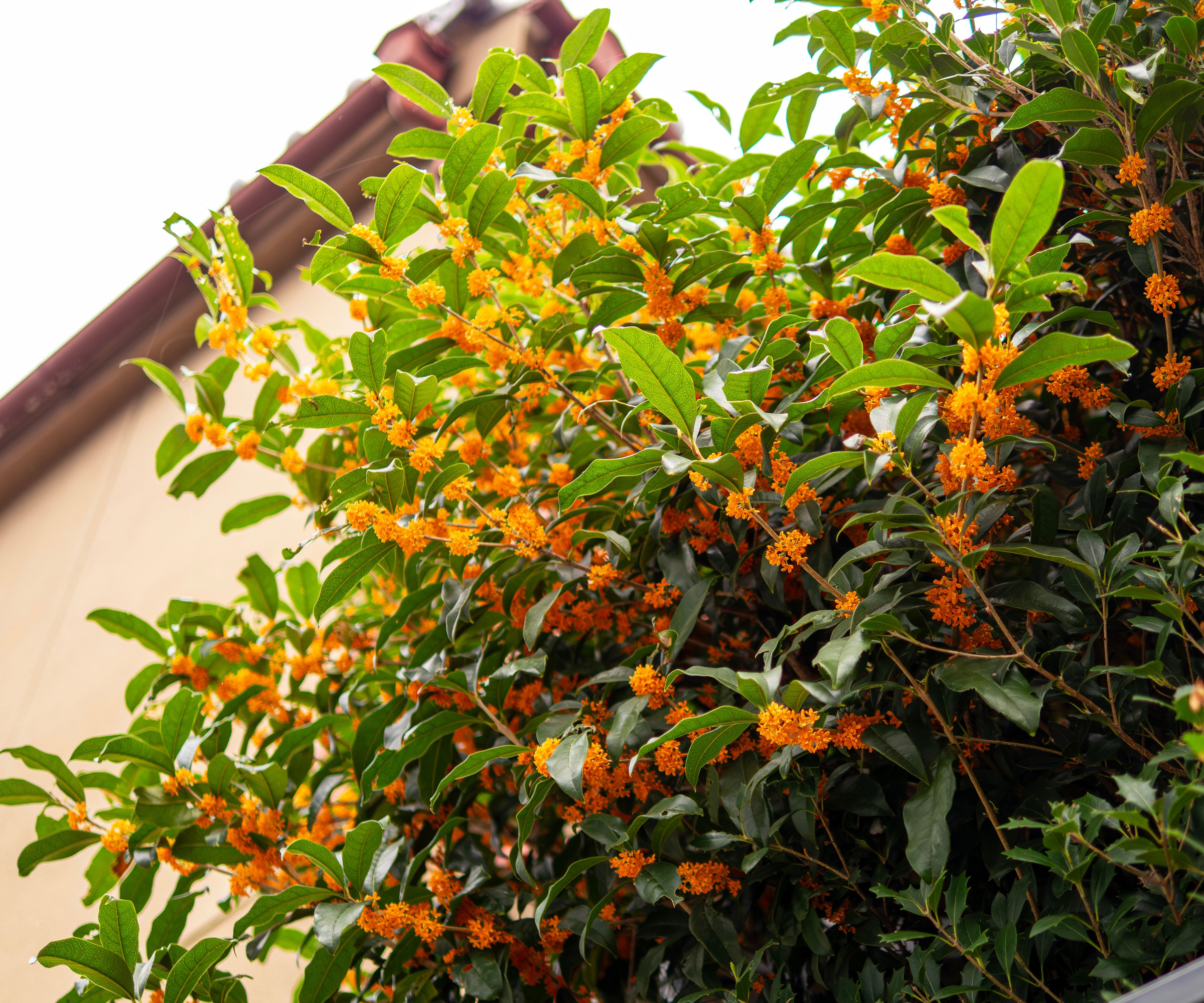 fragrant olive osmanthus shrub with orange flowers
