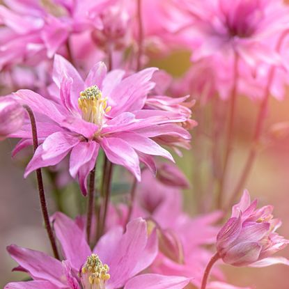 pale pink aquilegia flowers in close focus
