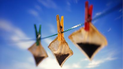 Used teabags hang from a clothes line to dry for reuse.