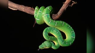 A photo of an emerald tree boa on a branch