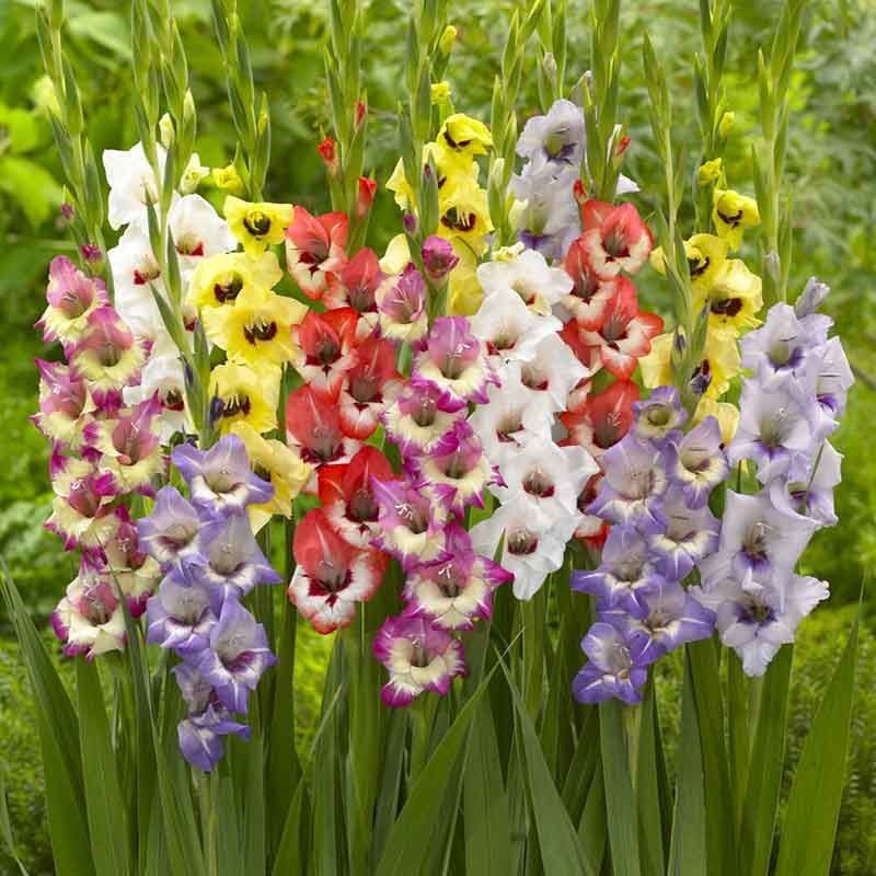 Gladiolus Flower Bulbs - Rainbow Mix