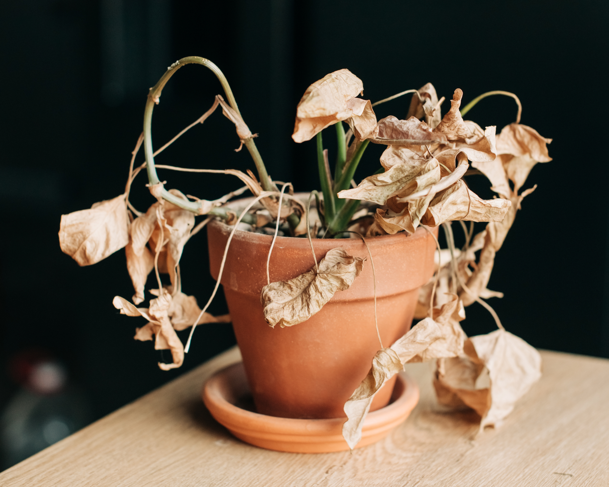 Take care of household plants and flowers. Houseplant got yellow and dry. Palm loosing dead yellow leaves