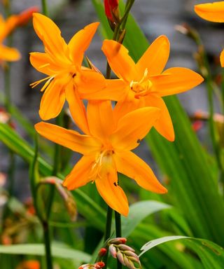 crocosmia ‘Star of the East’