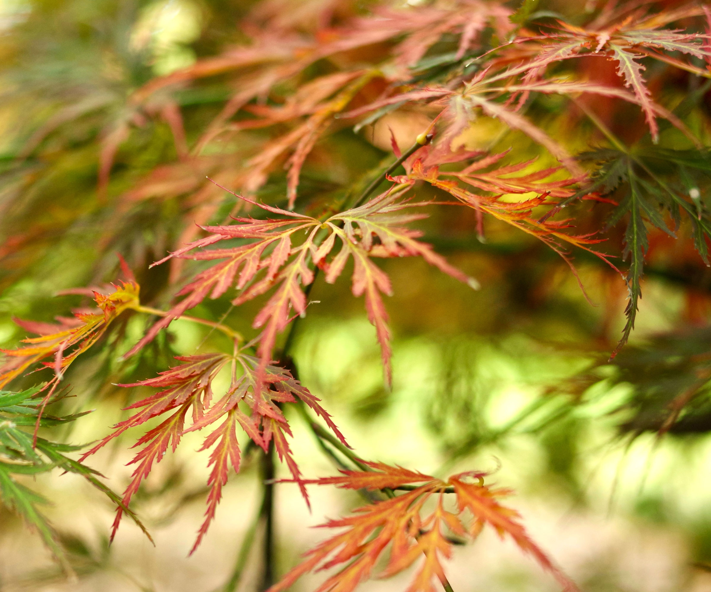 Japanese maple in garden with brown edges on leaves