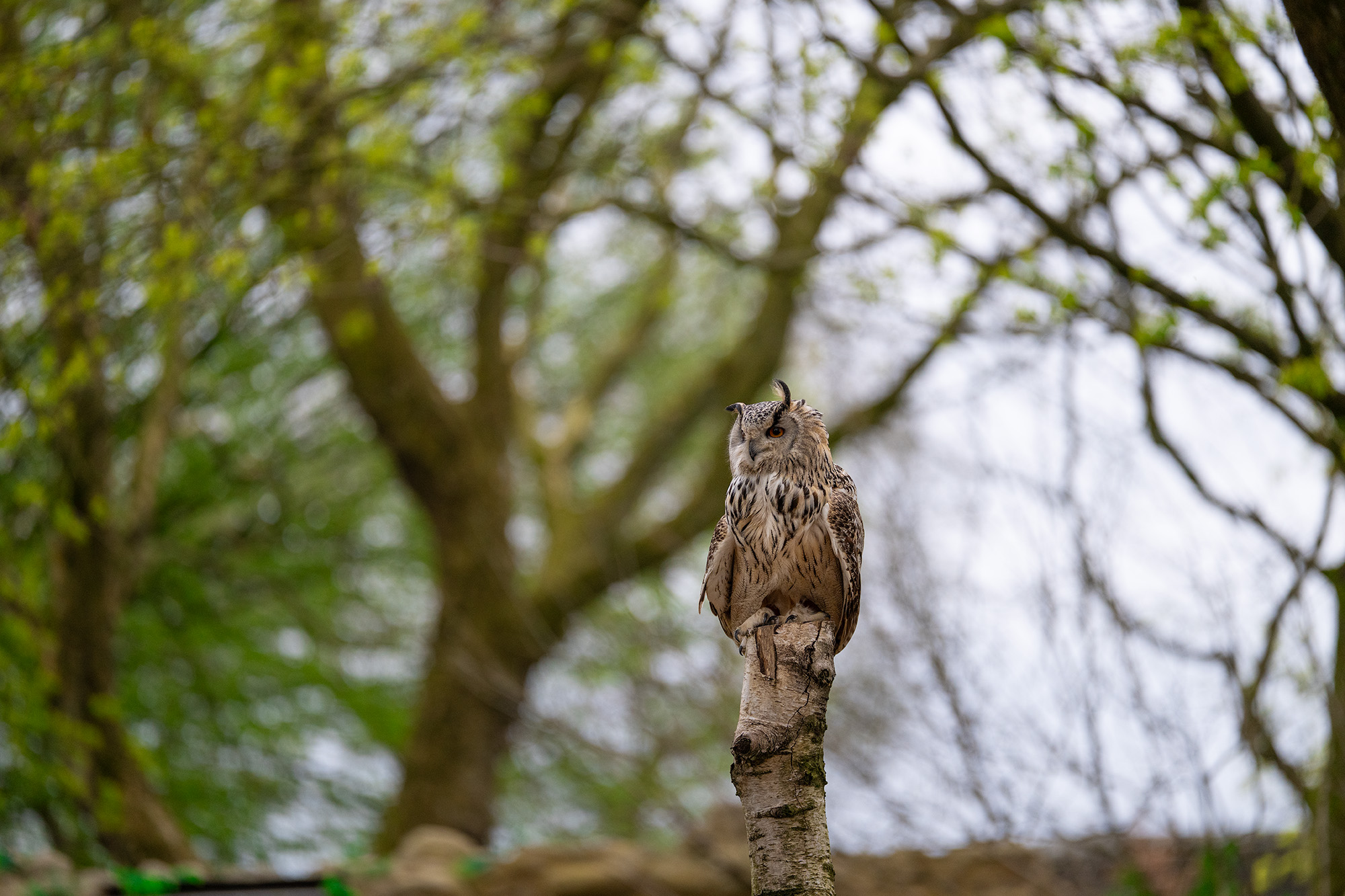 Eagle owl in forest