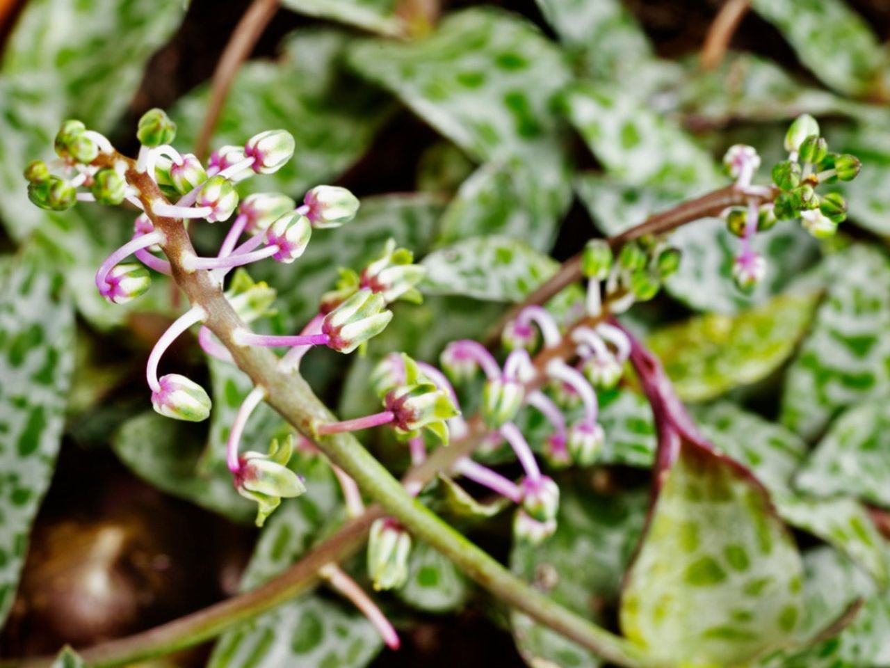 Ledebouria Silver Squill Plants