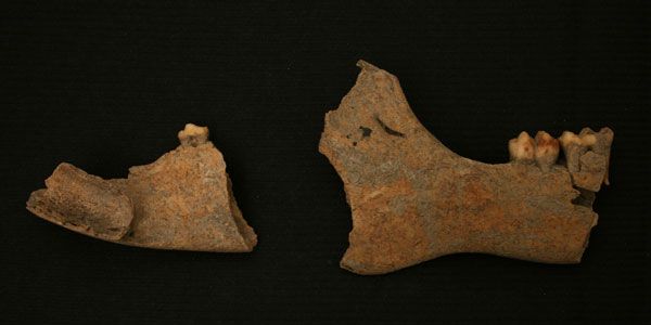 Peccary jaw from Carriacou in the West Indies, where archaeologists turned up remains from a variety of non-native, but ancient animals. 