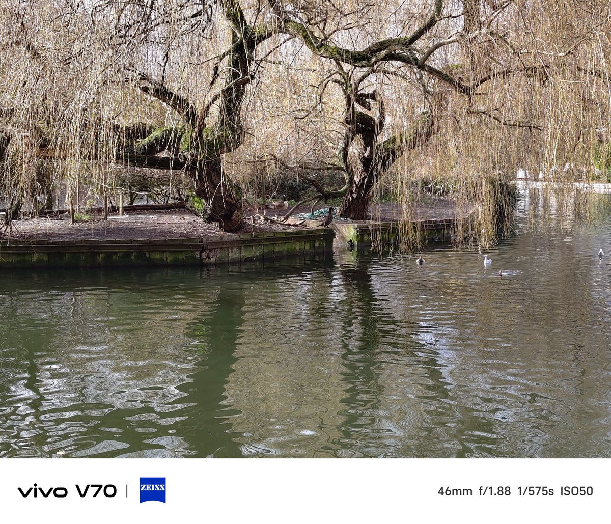 Medium shot of willow tree island with ducks swimming nearby.