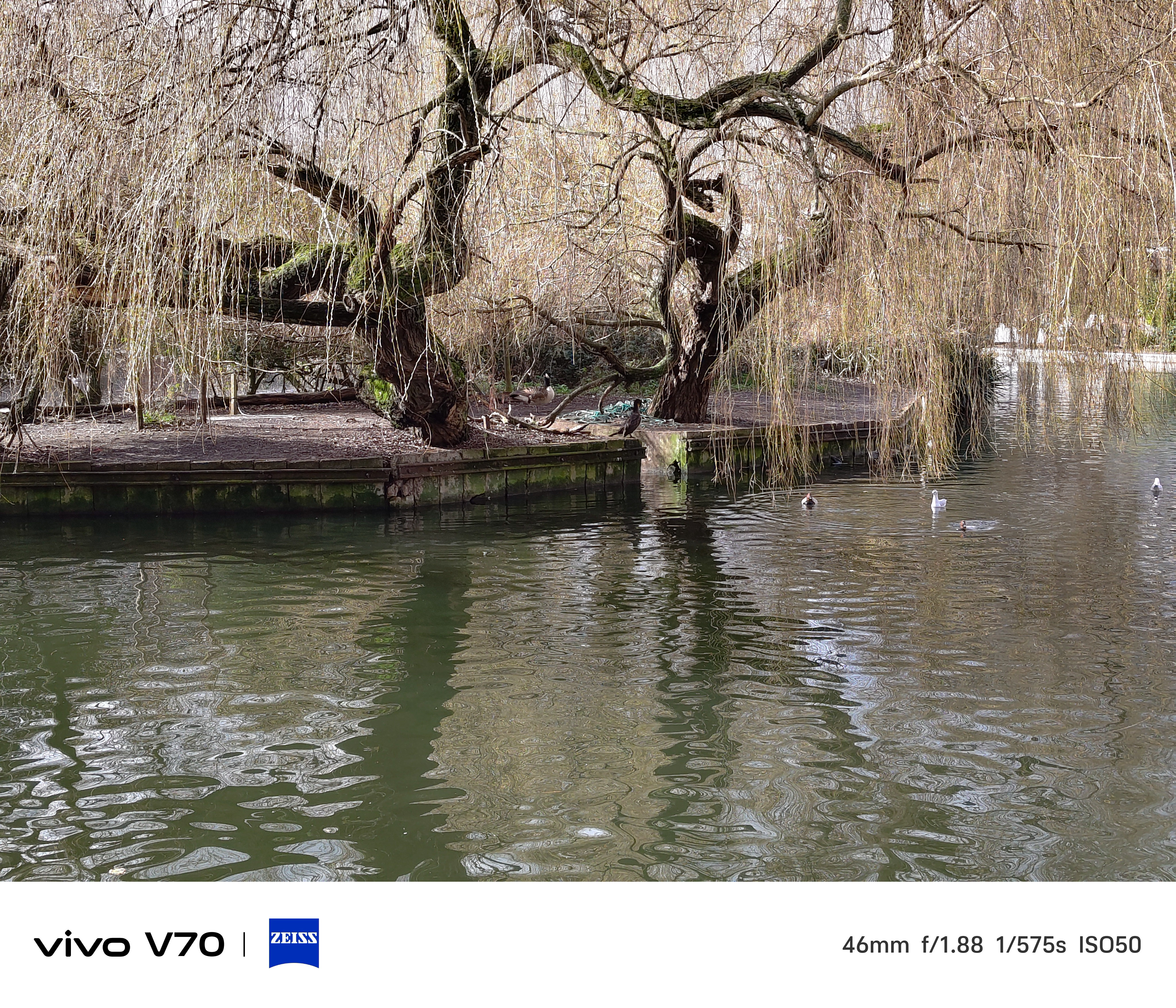 Medium shot of willow tree island with ducks swimming nearby.