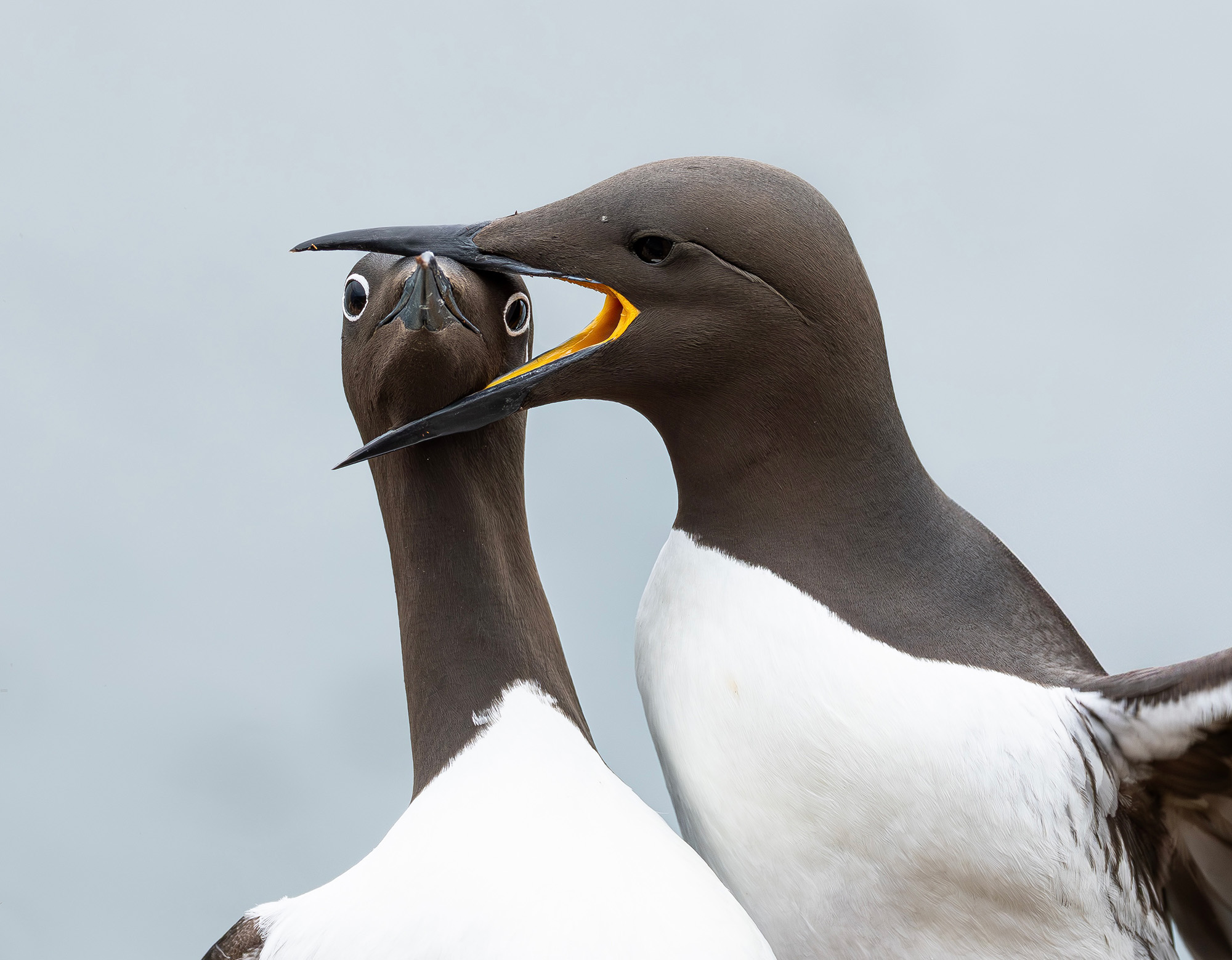 Image of pair of guillemots against overcast background