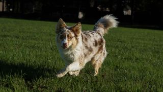 australian shepherd dog running with wagging tail