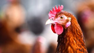 Close-up of a red chicken