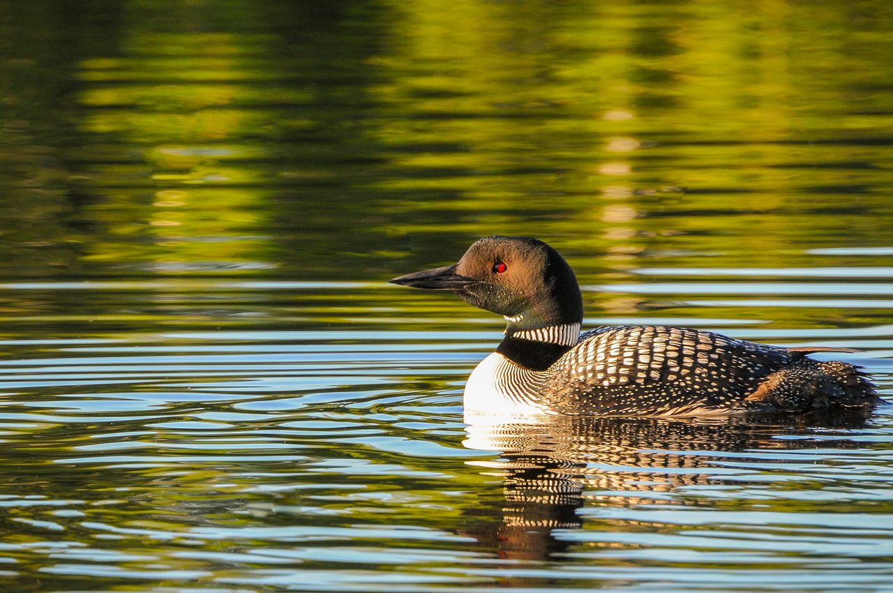 A loon.