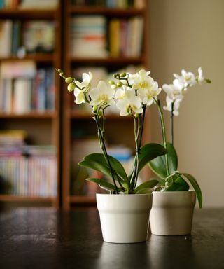 white orchids situated on a wooden table in front of a bookshelf