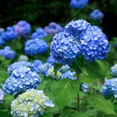 close up of blue hydrangeas
