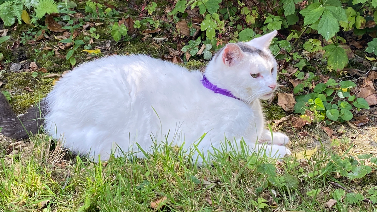 I tried out some calming cat collars do they work? PetsRadar