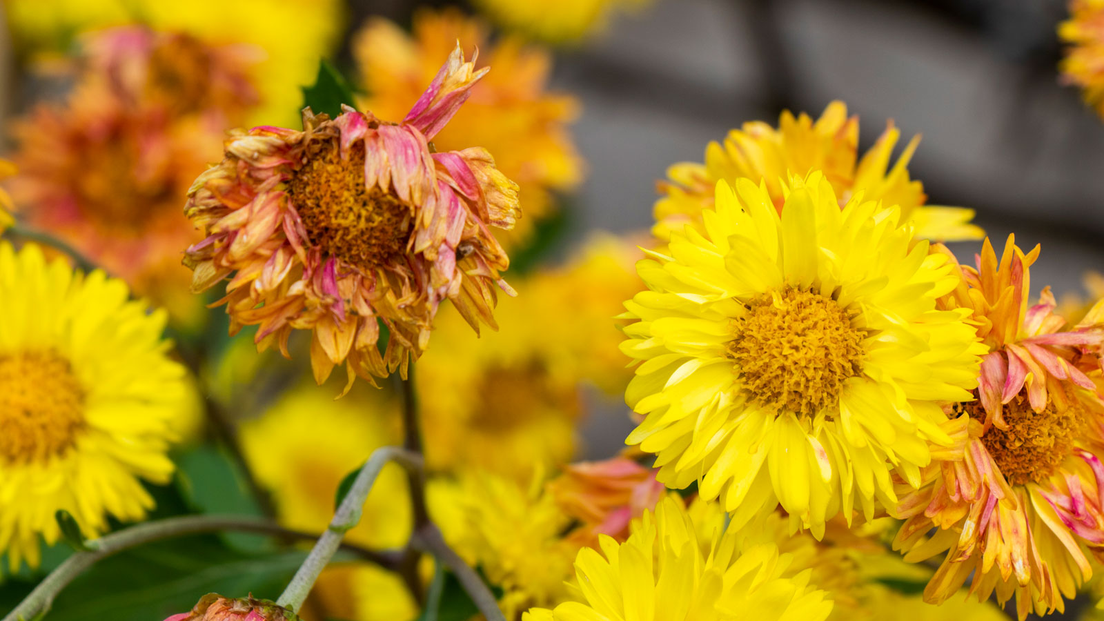 yellow mums with fading flower heads