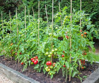 tomatoes growing up wooden stakes in raised bed