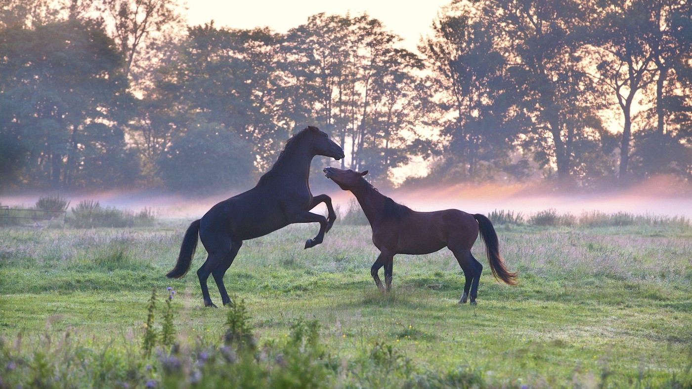 Horses play fighting in a herd