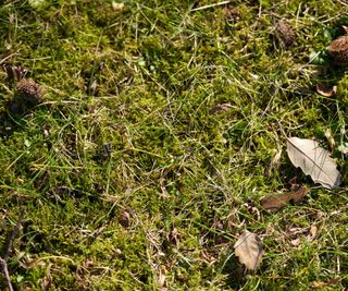 Moss and grass growing in a lawn