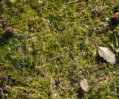 How to get rid of moss in lawns: 6 simple ways | Homes & Gardens