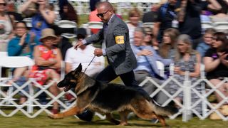 Dog being led round course at Westminster Dog Show