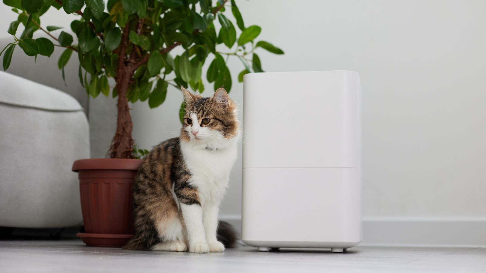 Is an air purifier or a humidifier better for allergies? Homes & Gardens