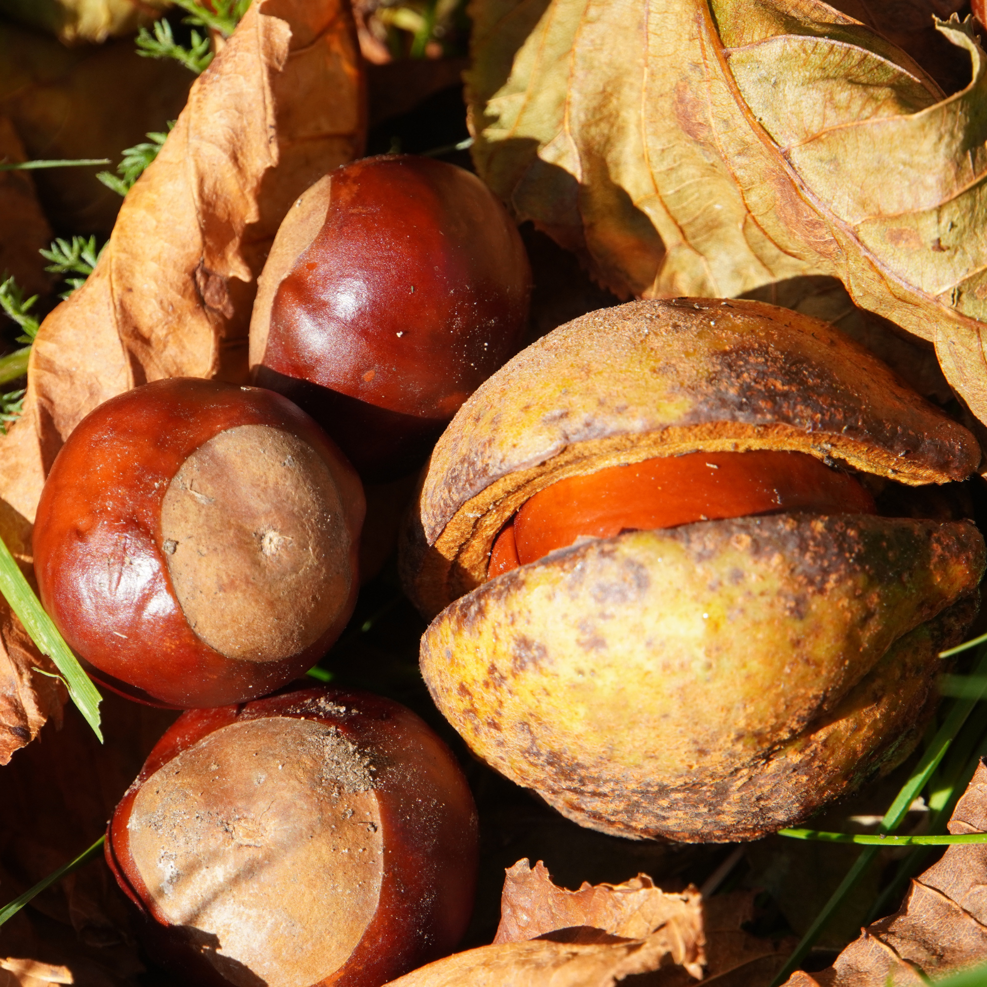 Close up of conkers.