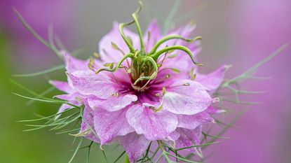 gorgeous pink love in a mist flower 