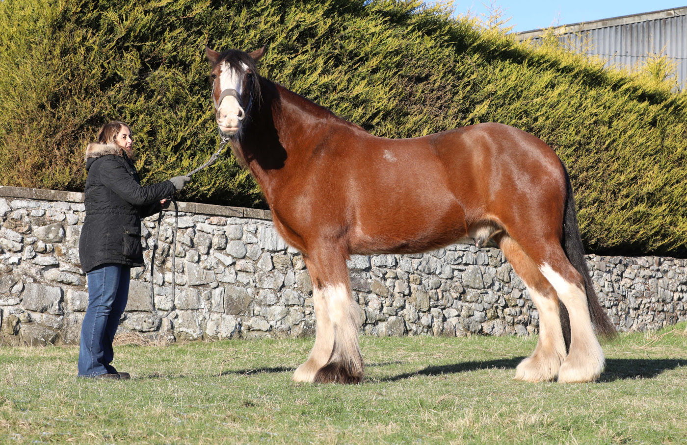Clydesdale horse Seamus made a full recovery at World Horse Welfare and has now been rehomed to Scotland.